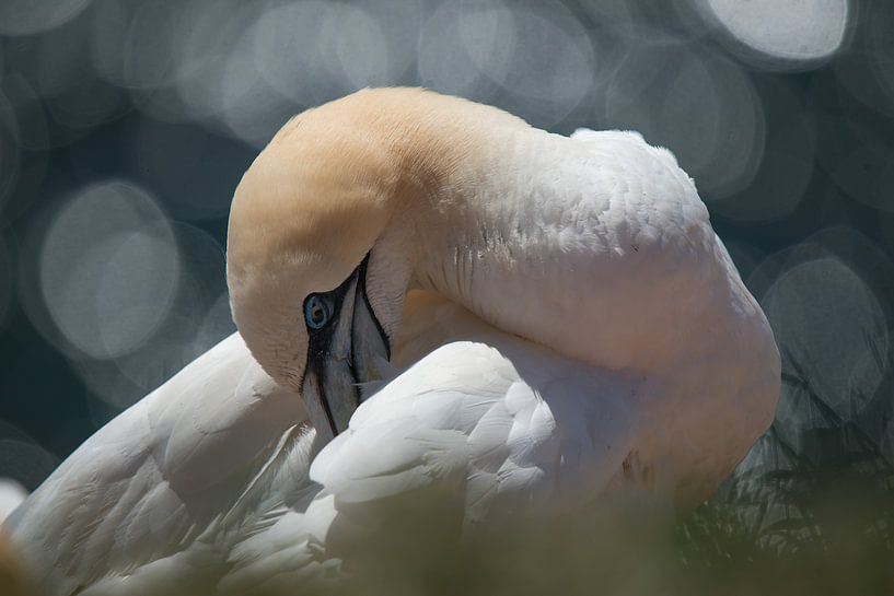 Jan van Gent , Helgoland by Jeannette Kliebisch