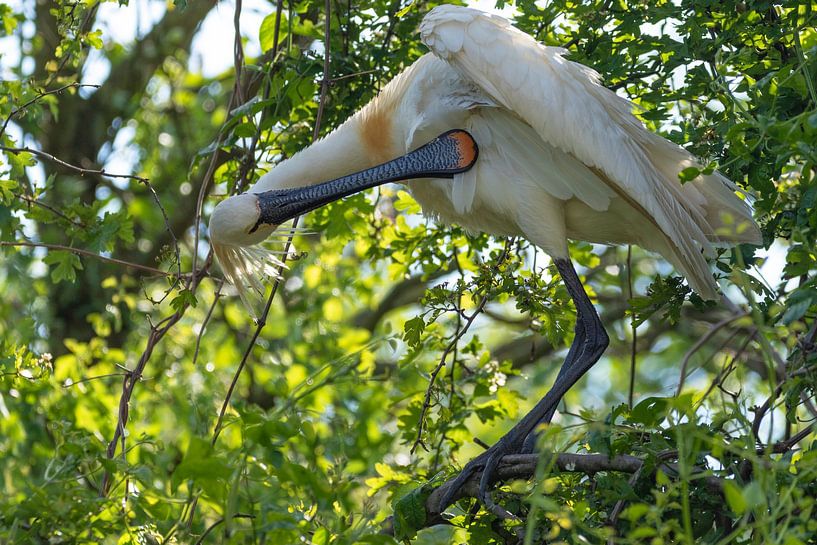 Spoonbill by Silvia Groenendijk