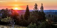 Sonnenaufgang  im Nationalpark Schwarzwald