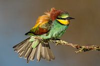 Buntes Bienenfresserchen