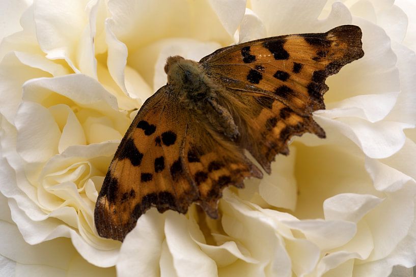 a chickadee aurelia on a white rose by W J Kok