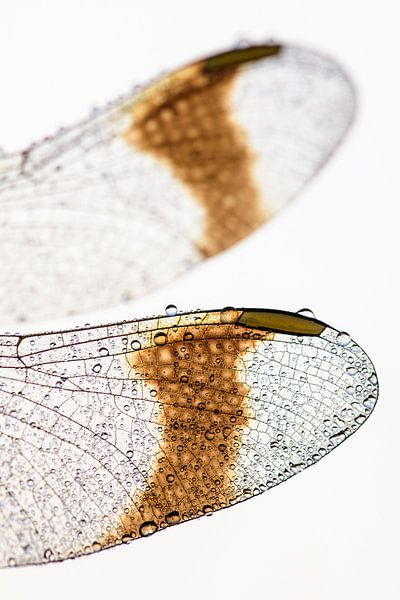 Vleugels par Douwe Schut