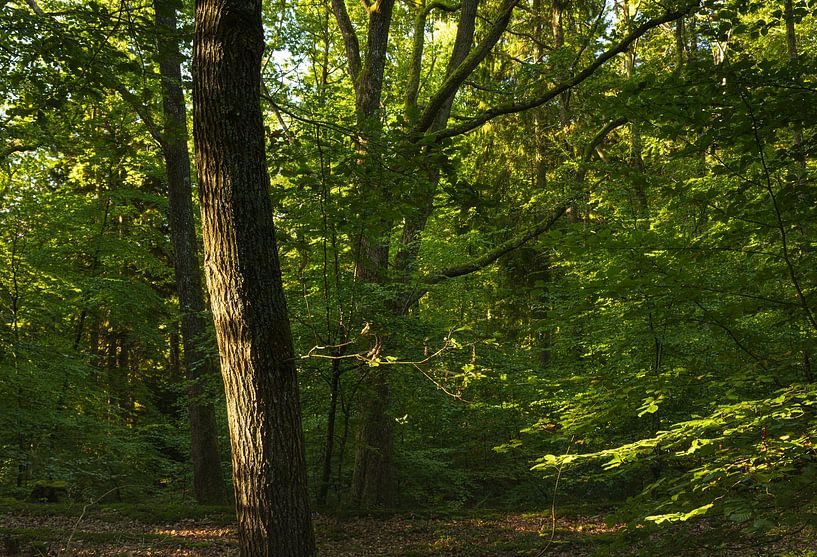 Julsø - Ry - Denmark by Marcel Kerdijk