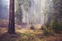Mysteriöser Wald mit Nebel zwischen den Bäumen