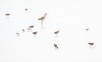 Birds on the mudflats