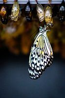 der Reispapierfalter schlüpft aus seinem Kokon