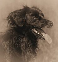 Chien noir (sépia)