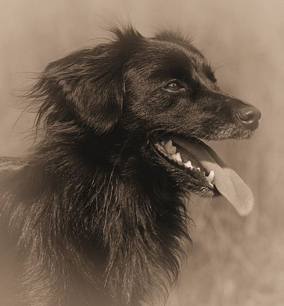 Schwarzer Hund (Sepia) von Leo Huijzer