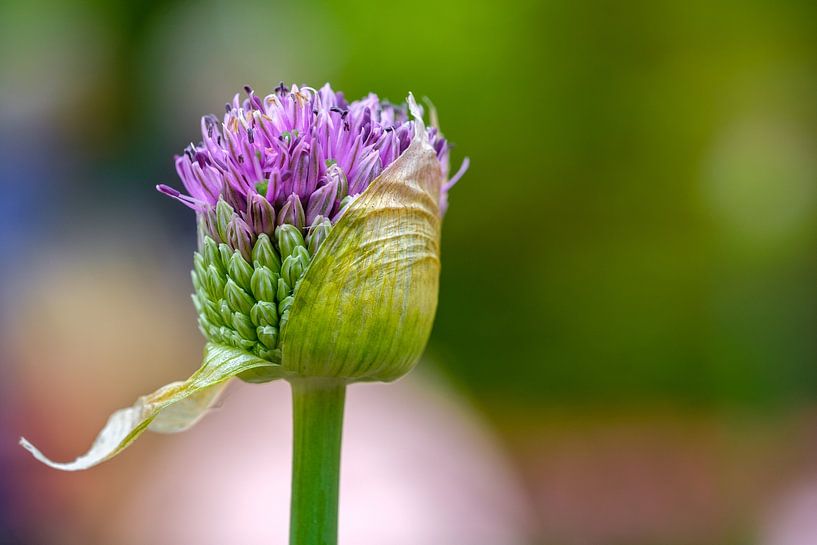 Allium Knospe von Lisa Dumon