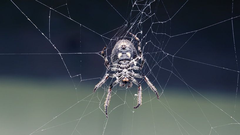 Spider by Bo Valentino