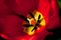 Closeup van een tulp