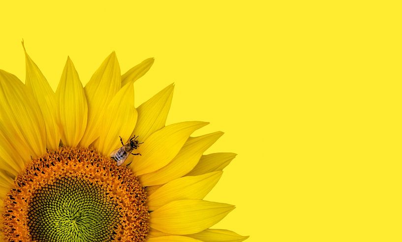 Sonnenblume mit Biene von Leny Silina Helmig