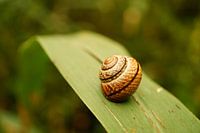 Gros plan de la coquille d'escargot sur un roseau