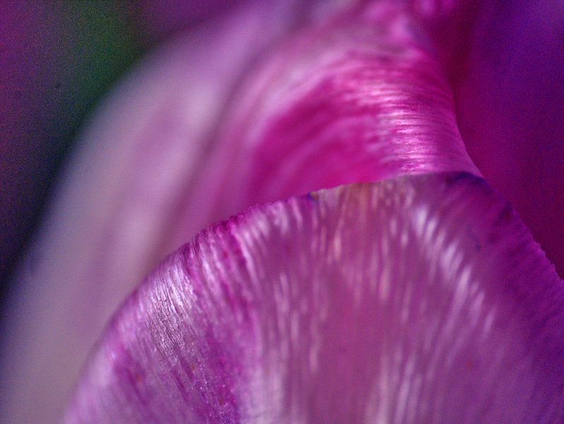 Tulp blad structuur van Edgar Schermaul