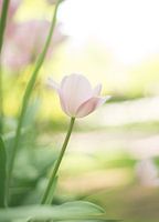 Lichtroze tulp