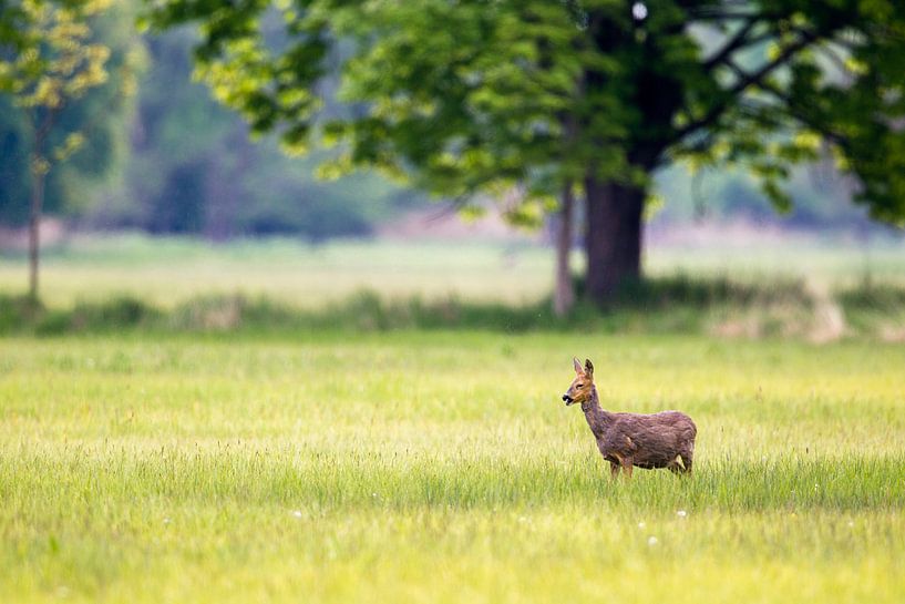 Chevreuil (Capreolus capreolus) par Dirk Rüter