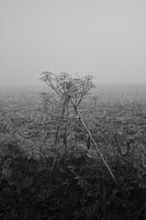 Berce du Caucase dans la brume