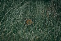 Bébé renard dans l'herbe