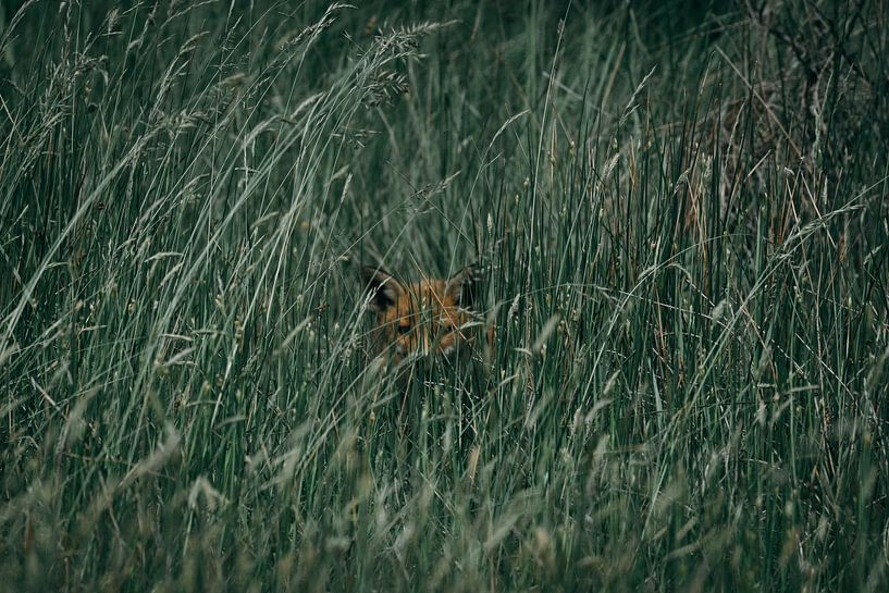 Bébé renard dans l'herbe par Jess Klikt Fotografie