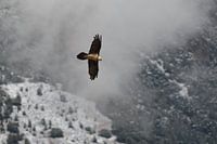 lammergier in vlucht