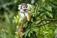 Doodskop aapje aan het eten