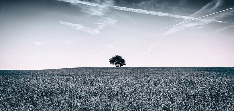The tree of life - horizon with lonely tree and blue sky - black/white by Jakob Baranowski - Photography - Video - Photoshop