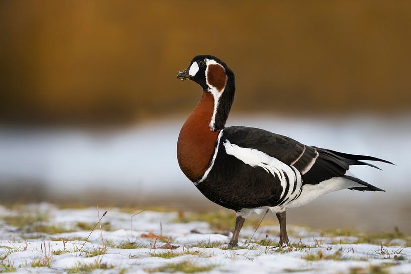 Oie à cou rouge debout dans la neige par Beschermingswerk voor aan uw muur