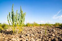 Glaswurz in den Lehmböden in Friesland