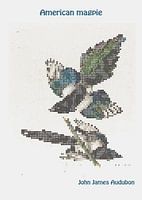 American magpie by John James Audubon