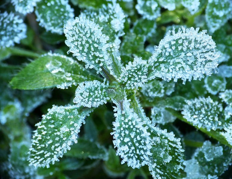 Frosties auf Blättern von Caroline Lichthart
