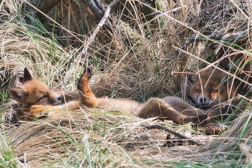 Les renards jouent avec 3 oursons par WeVaFotografie