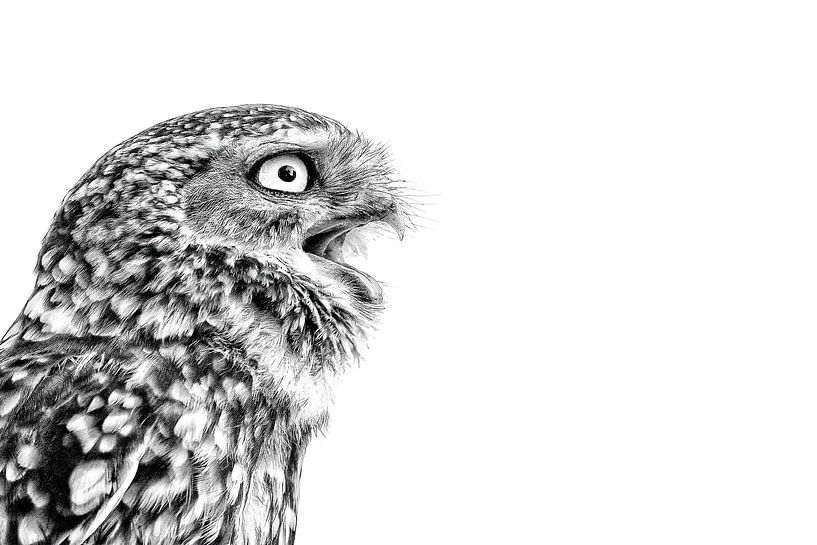 Oiseau en colère par Kris Hermans