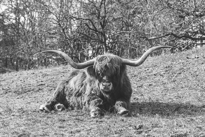Black and white image of a Scottish Highlander by Marjolijn Barten