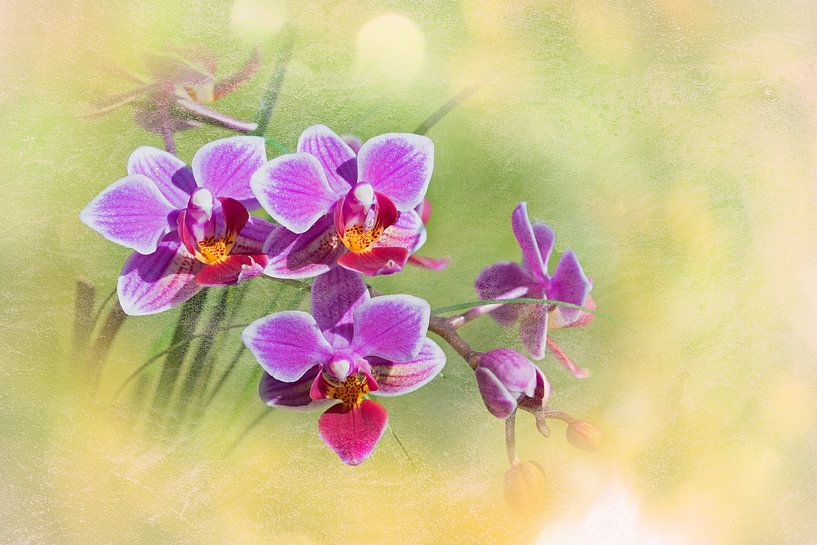 Rosa Phalaenopsis Orchidee mit Hintergrund Textur von SusaZoom