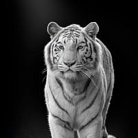 White tiger with blue eyes on dark background