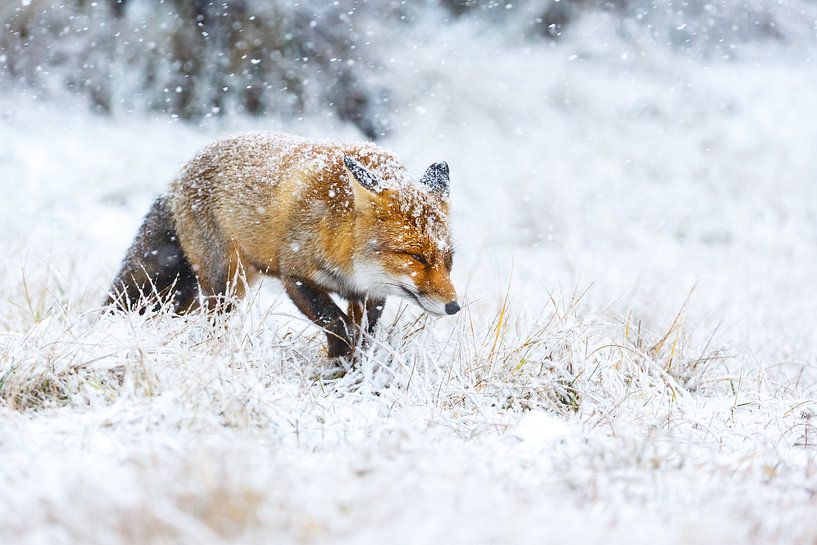 Vos tijdens een sneeuwstorm par Pim Leijen