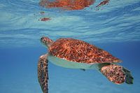 Photographie de l'écaille de tortue