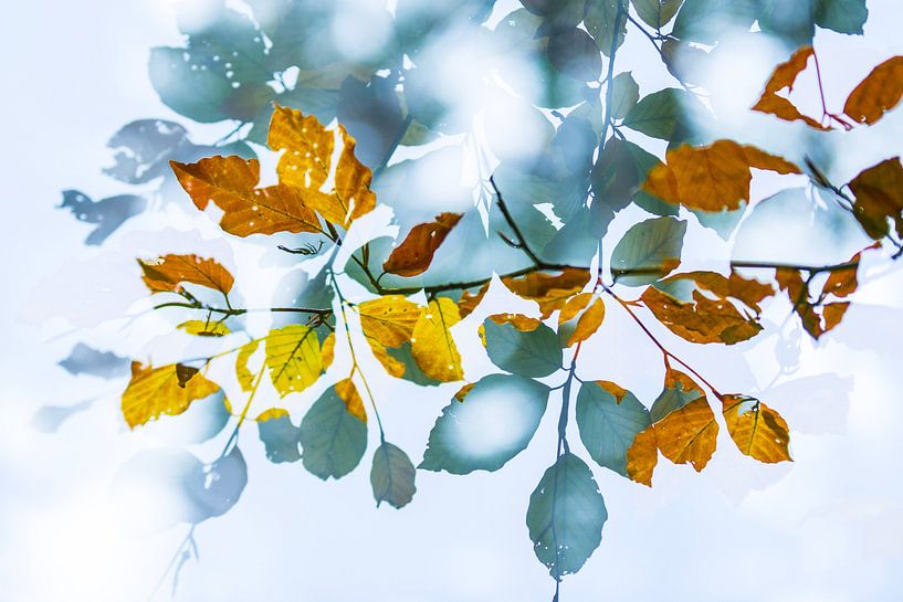 Herbstliche Farben von Sam Mannaerts