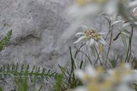 Edelweiss