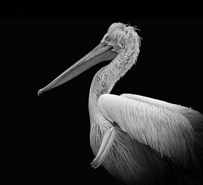 Portrait de pélican en noir et blanc par By Marjolein Design