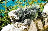 Leguan at Lagun, Curacao