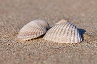 Sea shells on the beach