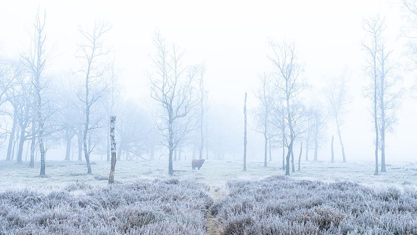 Misty morning by Johannes Jongsma