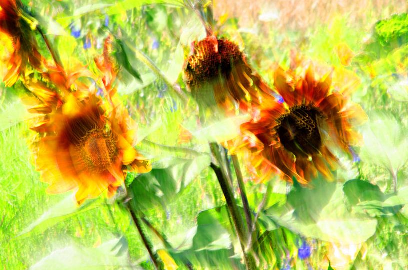 Sonnenblumen in einem Sonnenblumenfeld von Jessica Berendsen