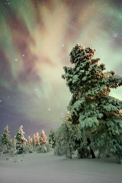 Nordlicht mit Schnee in Finnland von rik janse