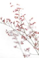 Zarte, filigrane rosa Blüten an Zweigen vor einem weißen Hintergund und - Bild 1