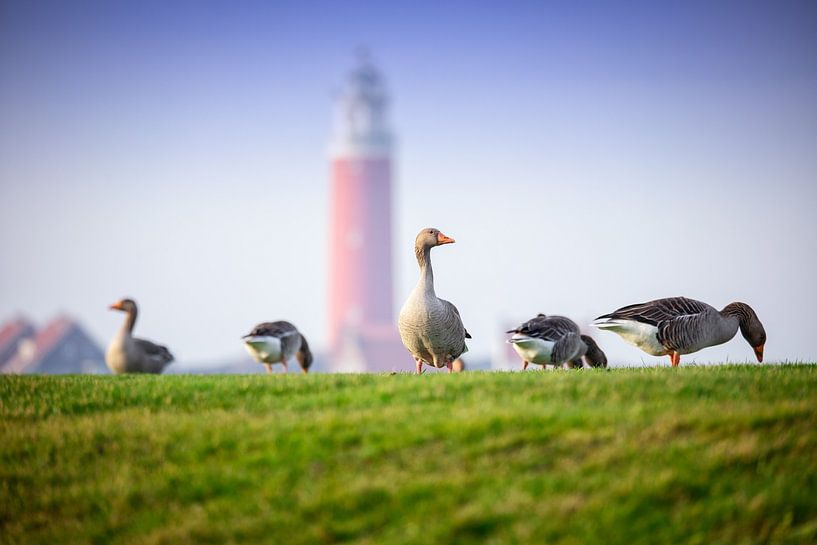 Gänse auf dem Wattenmeerdeich. von Justin Sinner Photography (Fotograf auf Texel)