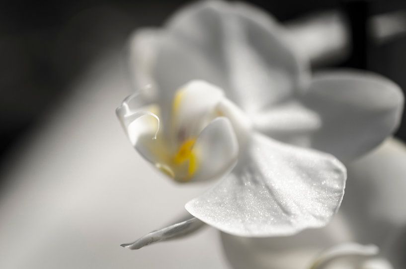 Orchidee macro par Robby Stifter