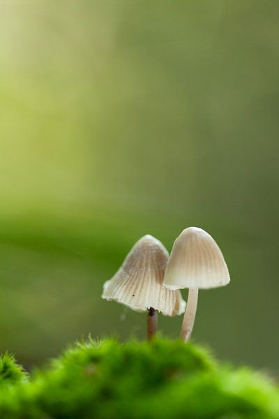 samen von Aart Jan van Mossel