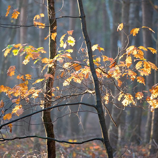 Autumn by Johanna Blankenstein